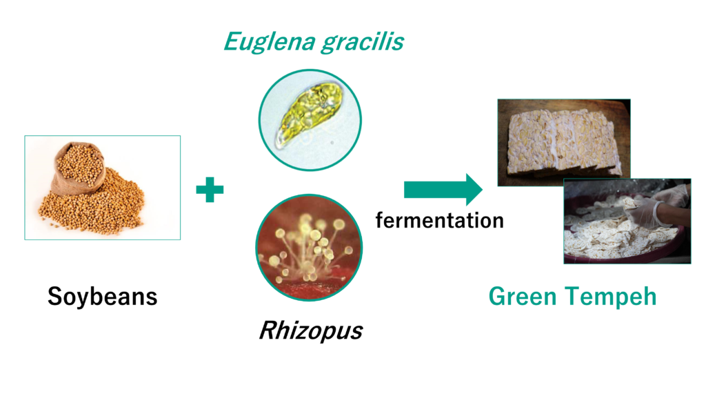 New Product ‘Green Fermented Tempe Chips’ Utilizing Microalgae Euglena ...