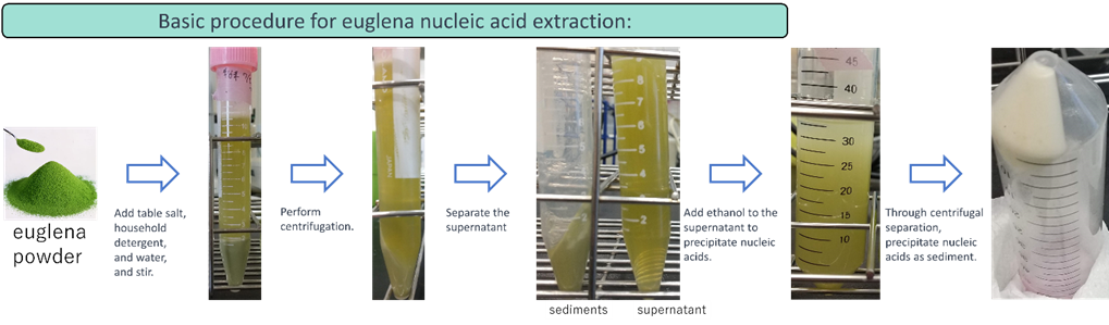 Production of Nucleic Acid Raw Materials Using Microalgae Euglena.