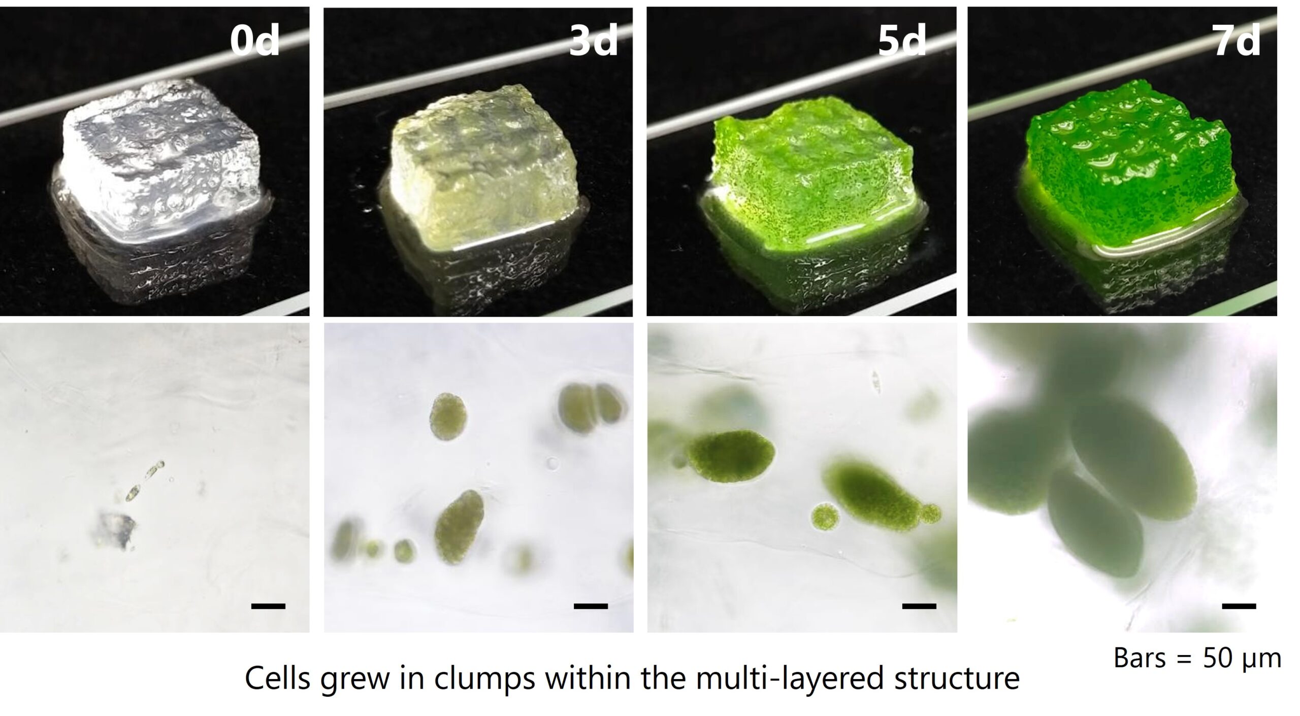 Cell growth of microalgae Euglena in a 3D bioprinted structure