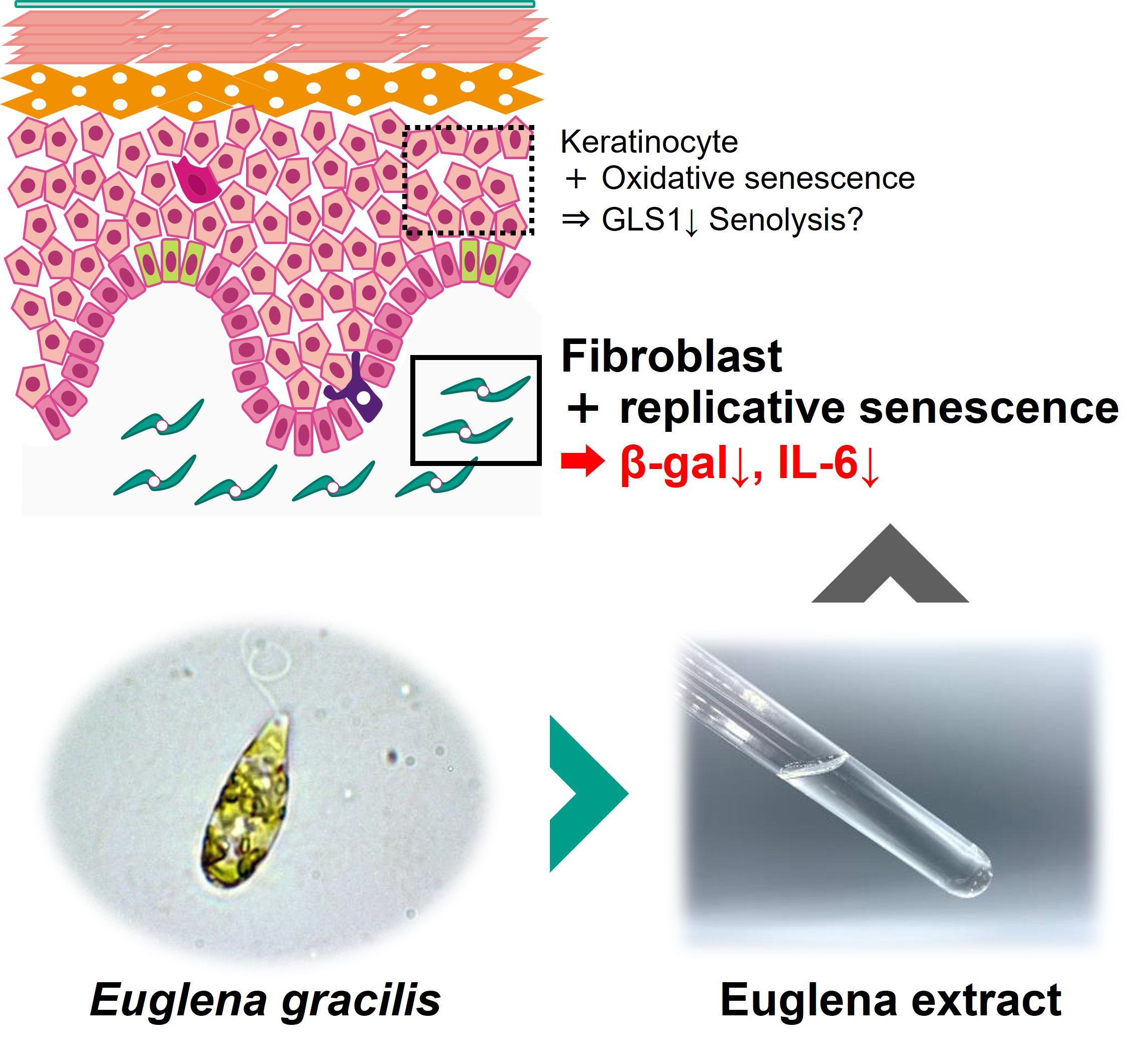 The Effect of Euglena Extract on Senescent Human Skin Fibroblasts