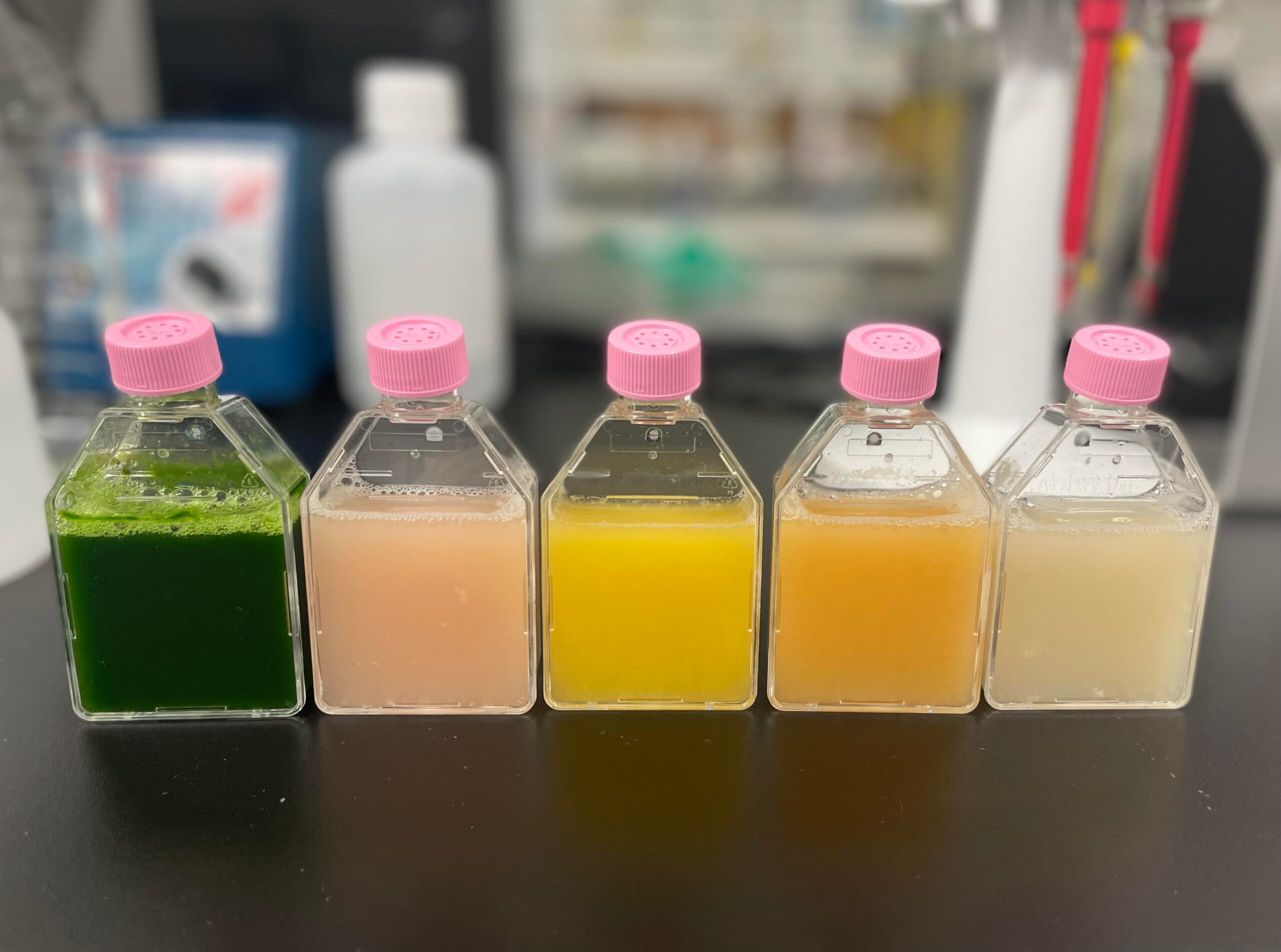 Painting with Genes: Creating Colorful Euglena Seeds through Genome Editing
